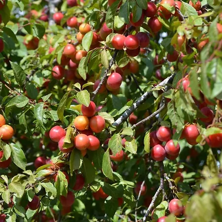 Semesterbostad Insel Feuerstein *